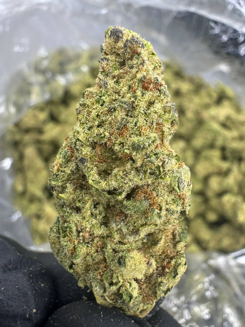 Blueberry Muffin