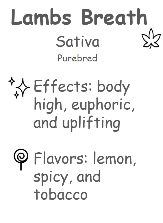 Lambs Breath Description Card