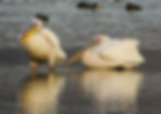 Pelicans 2019