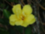 Late Afternoon Yellow