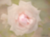 La Rose 2016