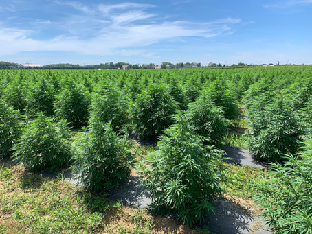 Organic Farm North Fork Long Island | Oregon Road Organics | Cutchogue