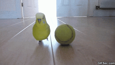 Bird-on-tennis-ball-GIF.gif