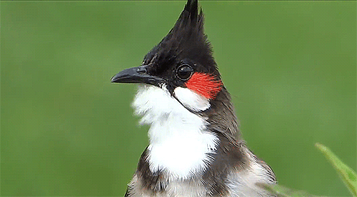 source (1).gif