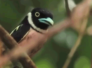tumblr_nn6znbdZFZ1qgkzmoo1_400.gif
