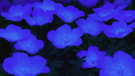 original (2).gif