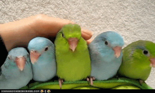 tumblr_msvot0dj8r1si2p30o1_500.gif