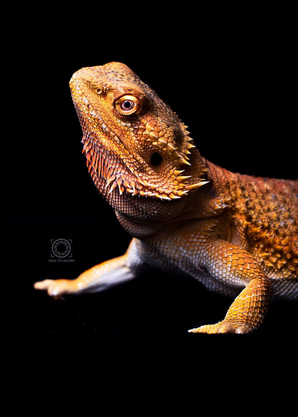 Brutus