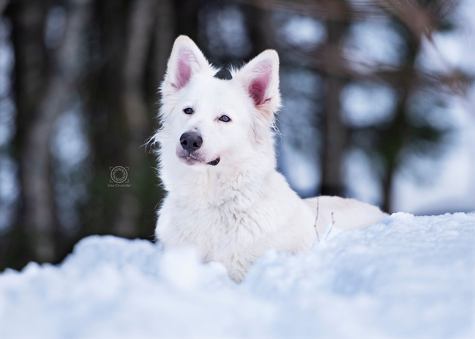 Luna