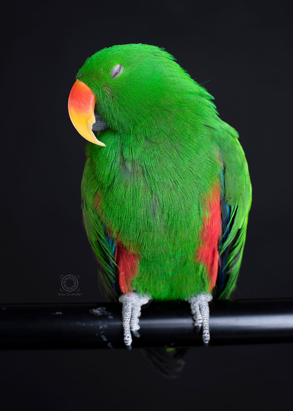 Milo