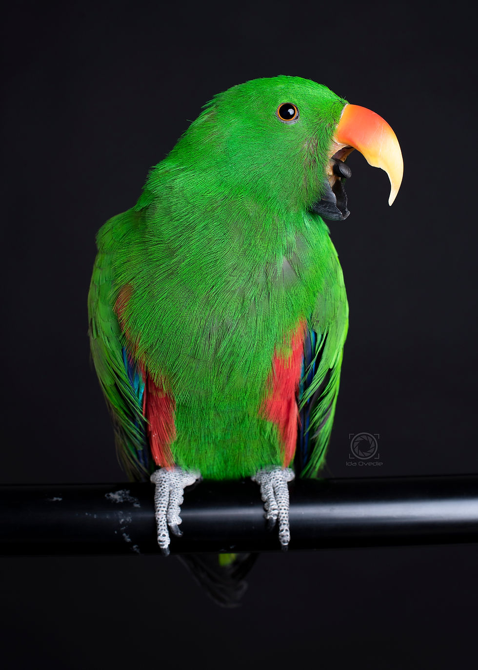Milo