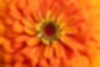 iStock-1416737205.jpg
