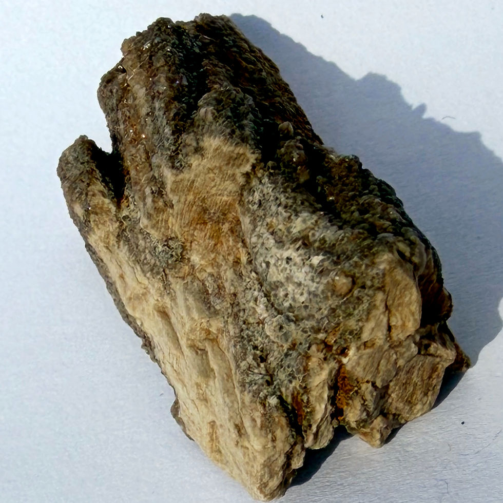 Thumbnail: Rare Petrified Wood #023