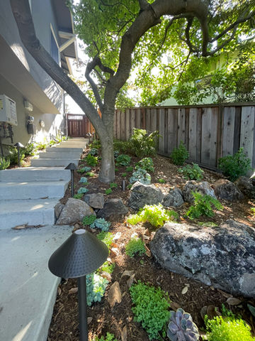 Side yard garden spa with redwood deck and native plantings in Oakland