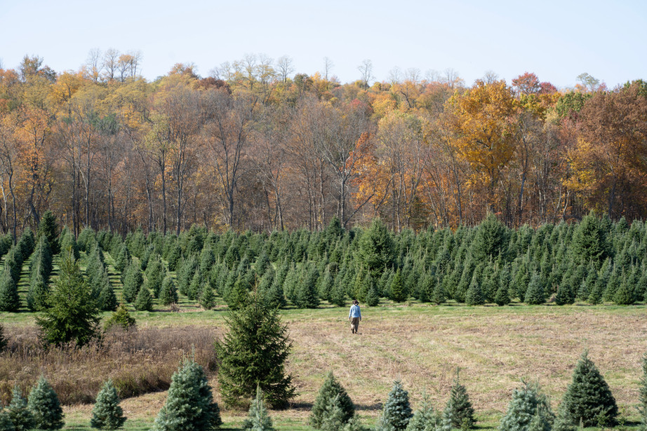 cutyourown Christmas Tree Farm Poughkeepsie, NY