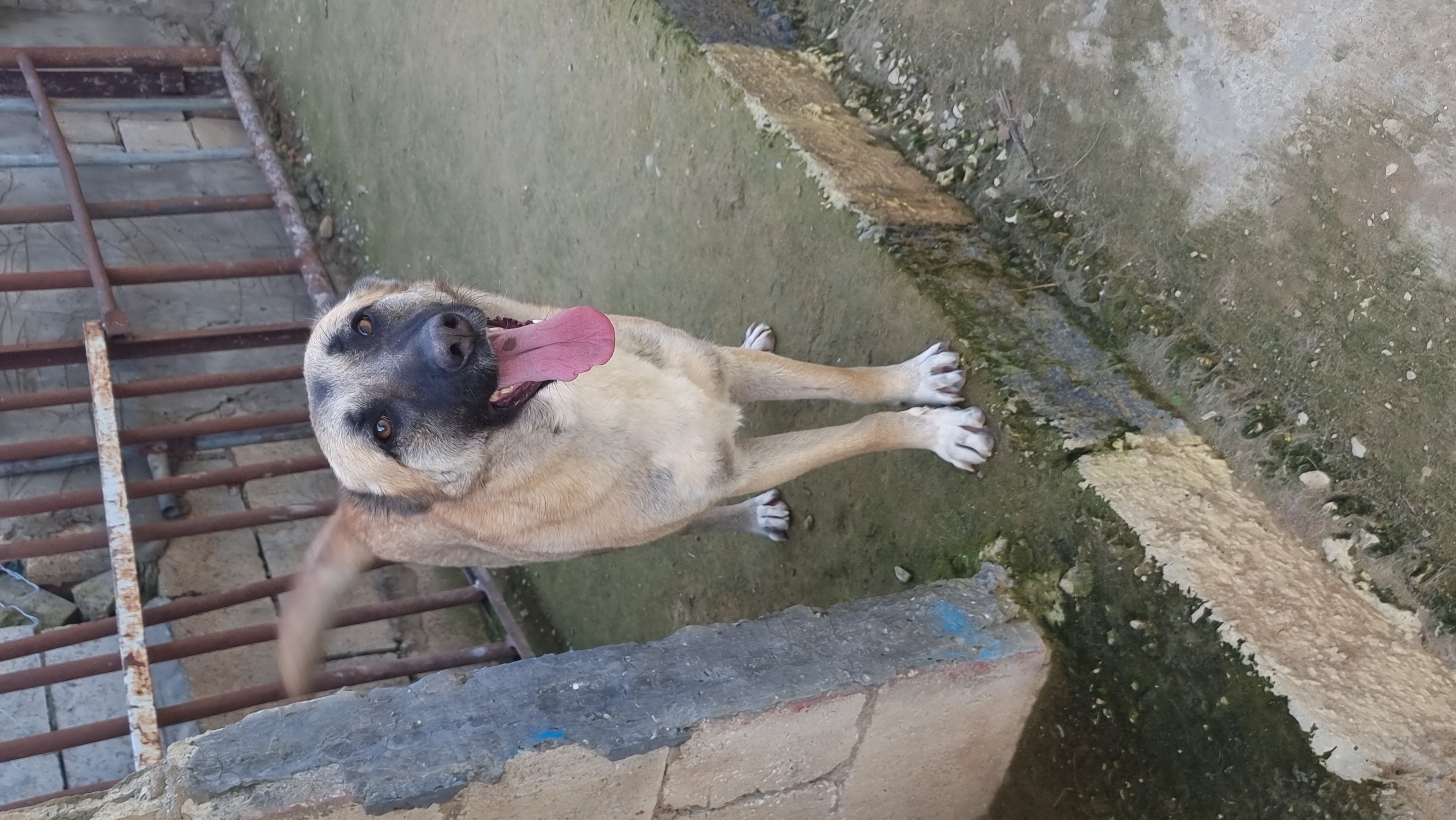 Dog available for adoption in Lebanon