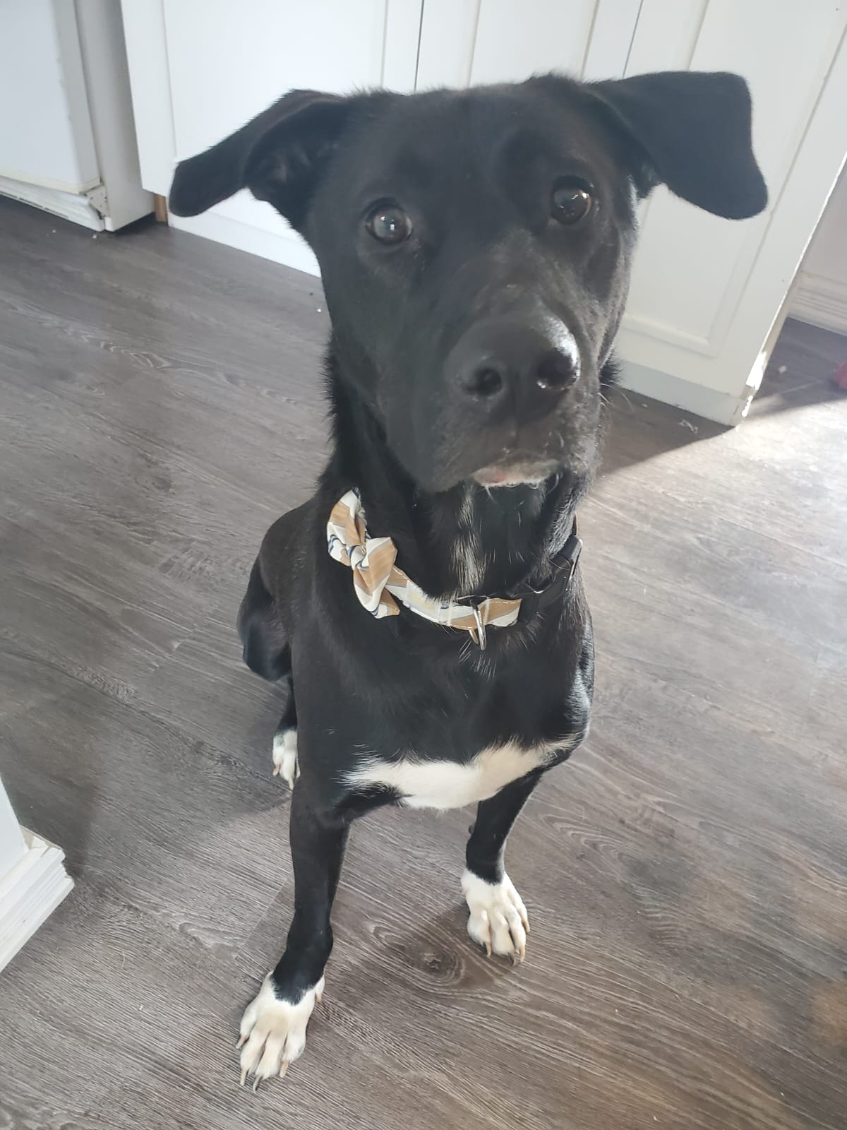 Dog available for adoption in Canada