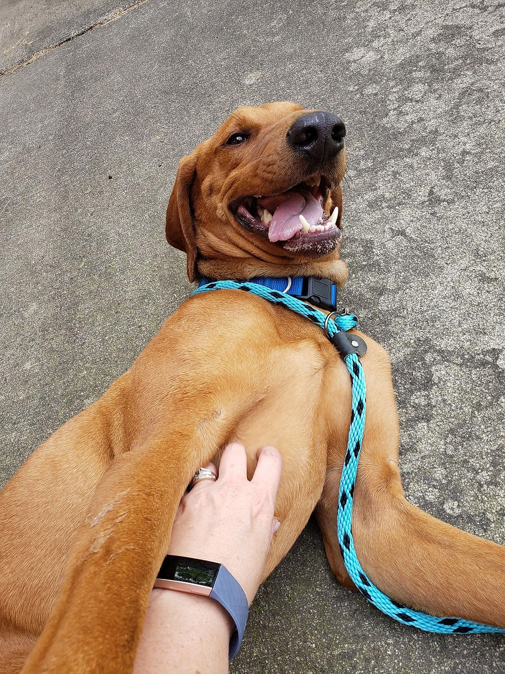 Happy brown dog getting belly rubs, wags and wiggles