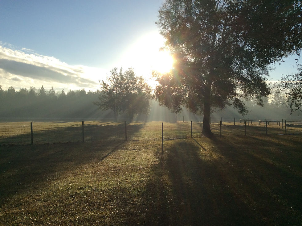 morning light through trees