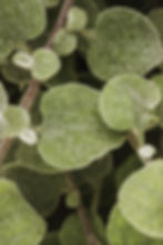close-up-plant-leafage.jpg