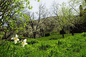 spring in the garden