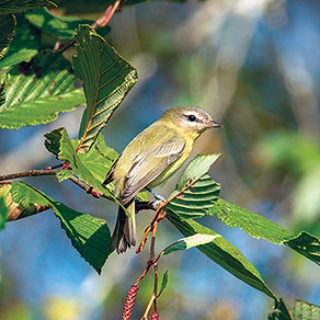 Philadelphia Vireo small.jpg