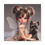 Thumbnail: Scottish Terrier 1 - Canvas Print - Gallery Style -  Fairy Tails