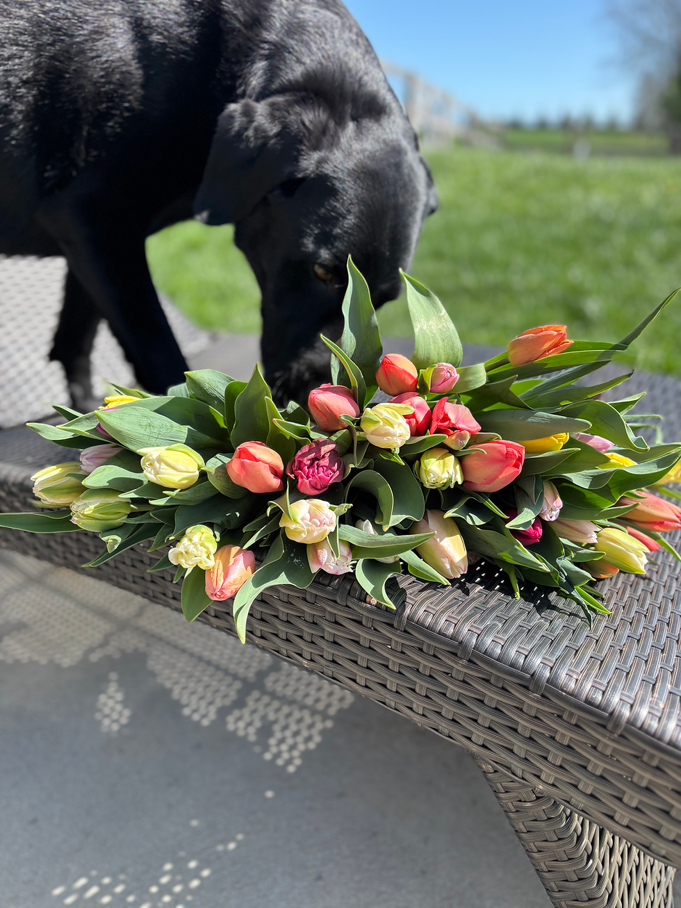 Thumbnail: Tulip Subscription BOONE and KENTON COUNTY ONLY