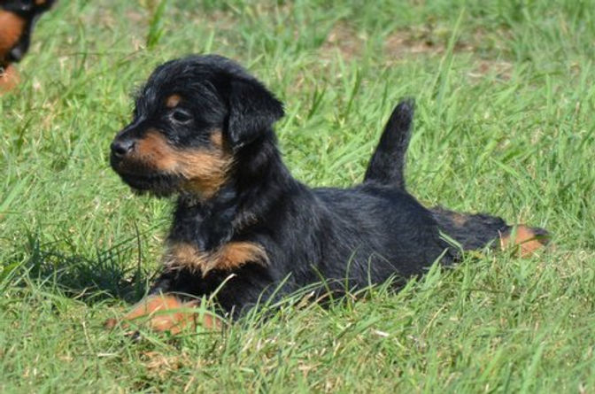 Jagd Terrier Puppy Deposit vomkervinshof-kennel