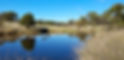 salwater creek with black swans on water