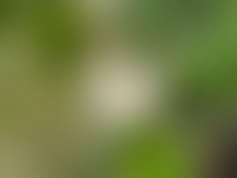 Neroli Essential Oil