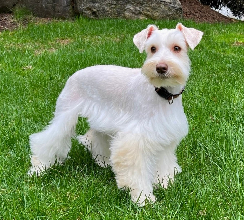 schnauzer