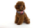 RICHARDSON'S POODLE - JASPER-4344