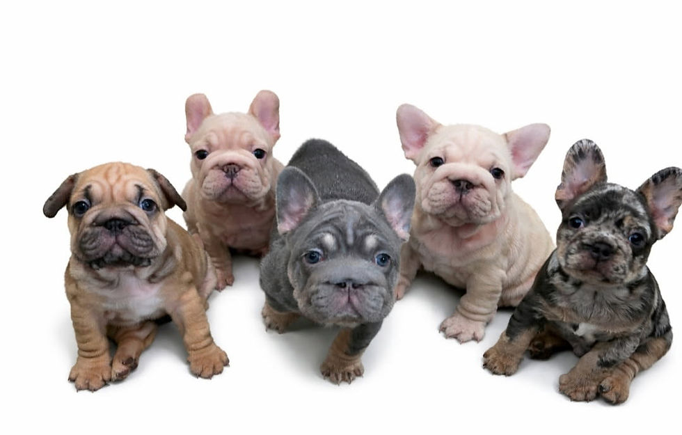 M. Stoll Big Rope Frenchie Sired pups