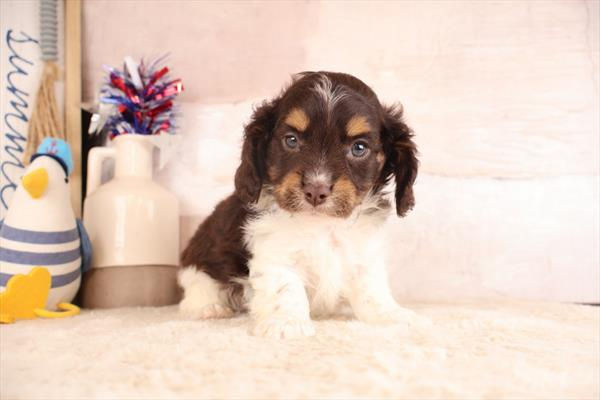 cavapoo m1