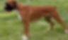boxer female