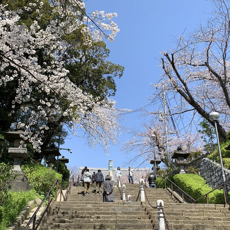 池上本門寺の桜