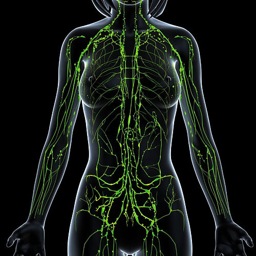 Lymphatic-System.jpg