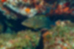 Mero (Epinephelus marginatus)