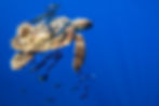 Tortuga boba (Caretta caretta)