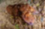 Cigarra (Scyllarides latus)