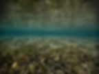 Posidonia oceanica