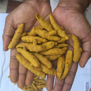 2.5-turmeric-fingers.jpeg