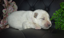 pink collar girl white large german shepherd puppy for sale in tx (2)