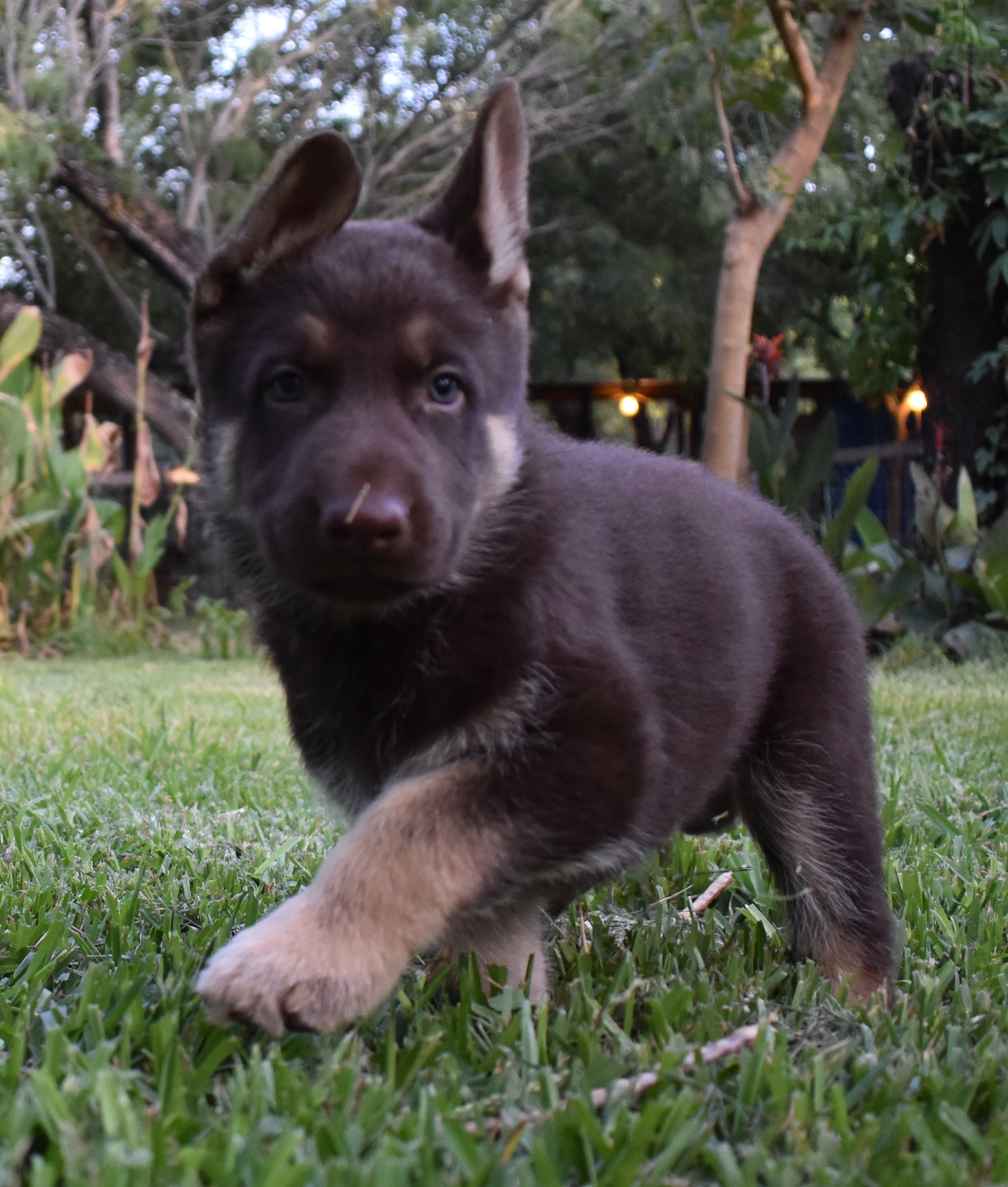 extra large liver chocolate german shepherd