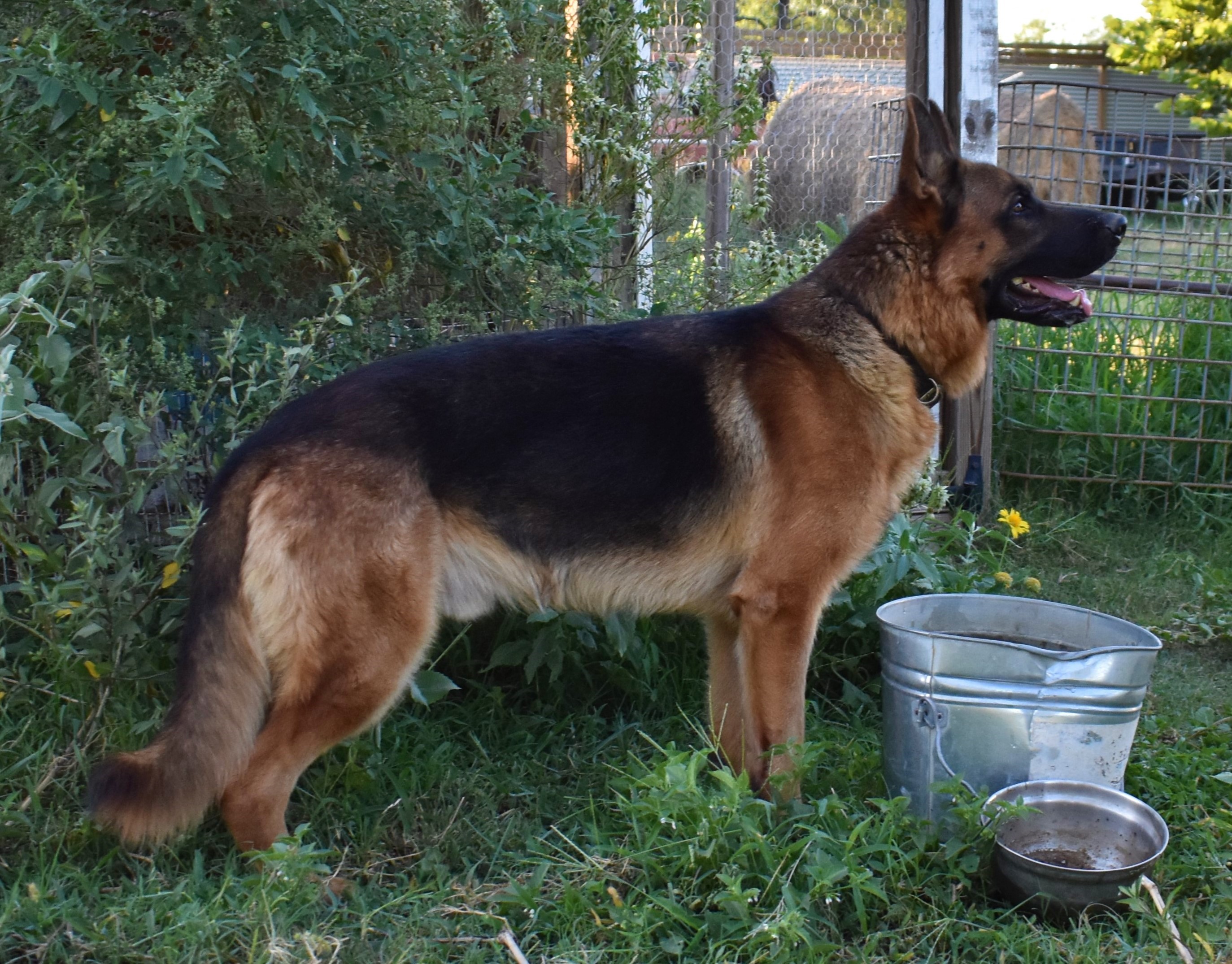 oversized german shepherd