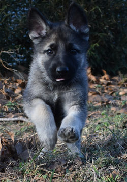 Lyra and Steel silver sable german sheph