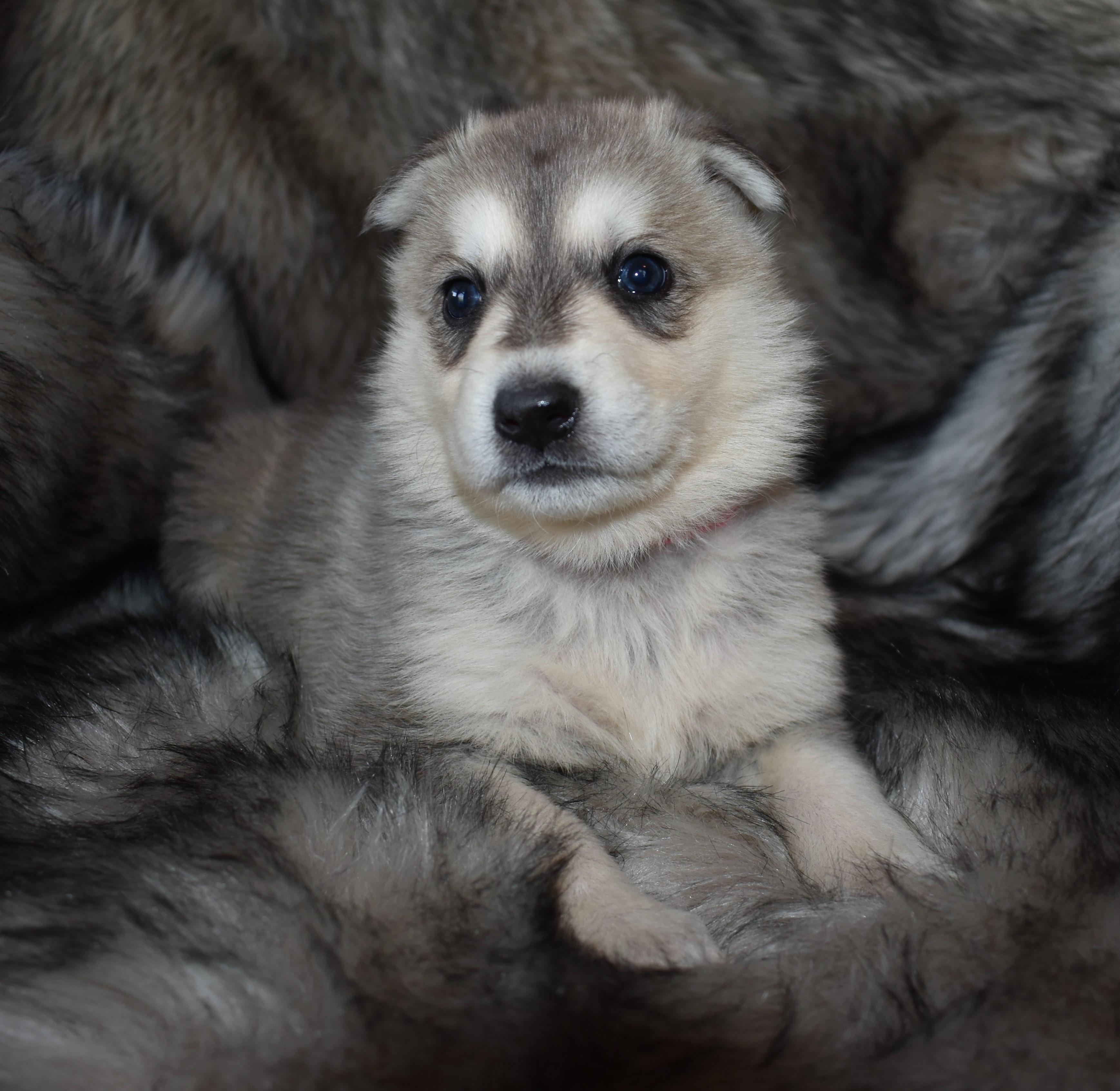 silver sable wolf mask german shepherd puppy for sale in tx