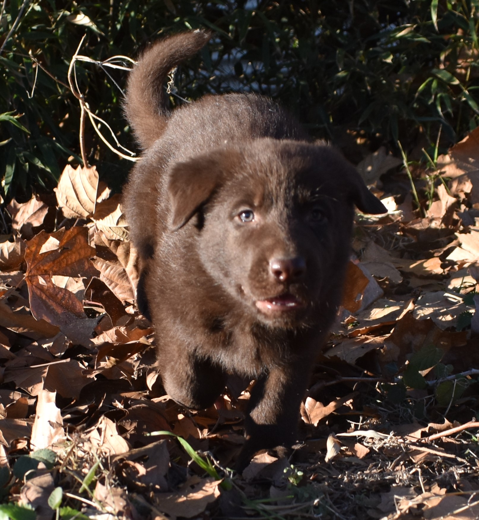 extra large liver chocolate german shepherd