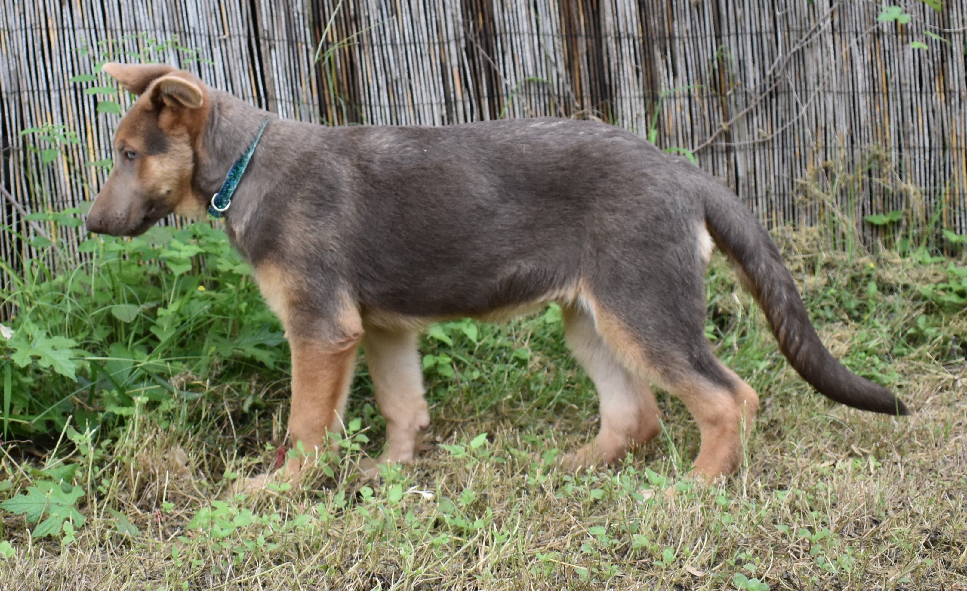 extra large liver chocolate german shepherd